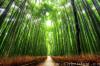 世界上十个最美丽的树隧道——纯天然造！