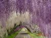 世界上十个最美丽的树隧道——纯天然造！