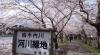 赏樱季日本闻名的樱花隧道