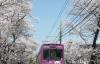 赏樱季日本闻名的樱花隧道