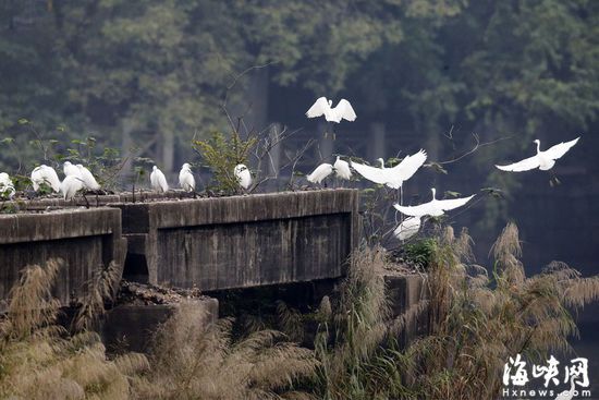 在喧闹的城市中，洪山古桥常有白鹭栖息，观者别有一番滋味